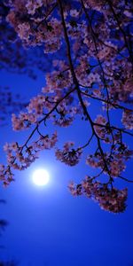 Flowers,Bloom,Flowering,Moon