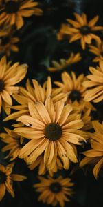 Flowers,Bloom,Flowering,Osteospermum