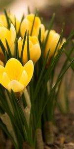 Flowers,Bloom,Flowering,Stem,Stalk