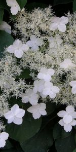 Flowers,Bloom,Flowering,Stem,Stalk,Macro,Hydrangea