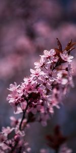 Flowers,Bloom,Leaves,Flowering,Petals,Spring