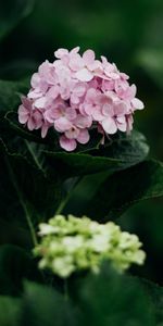 Flowers,Bloom,Leaves,Petals,Flowering,Hydrangea