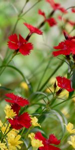 Flowers,Blue Cornflowers,Flowering,Bloom