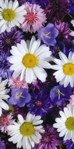 Flowers,Bluebells,Blue Cornflowers,Bright,Camomile