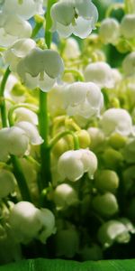 Flowers,Bluebells,Bouquet,Mood,Lily Of The Valley,Spring