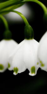 Flores,Campanillas,Lirios Del Valle,De Cerca,Primer Plano,Primavera