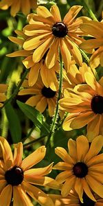 Flowers,Blur,Flower Bed,Flowerbed,Rudbeckia,Rudbekia,Smooth