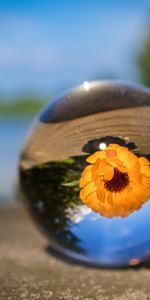 Flowers,Blur,Smooth,Ball,Flower,Glass