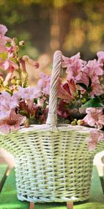 Flowers,Blur,Smooth,Basket