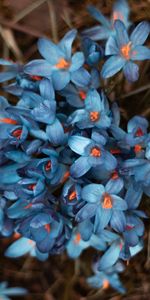 Flowers,Blur,Smooth,Bloom,Flower Bed,Flowerbed,Petals,Flowering