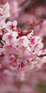 Flowers,Blur,Smooth,Bloom,Flowering,Branch,Sakura