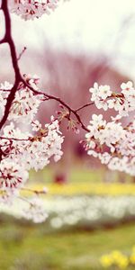 Flowers,Blur,Smooth,Bloom,Flowering,Branch,Sharpness,Spring