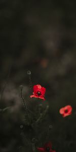 Lisse,Pavot,Flou,Parterre,Fleurs,Floraison,Coquelicot,Parterre De Fleurs