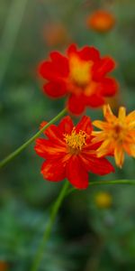 Flou,Lisse,Kosmeya,Wildflowers,Cosmos,Fleurs,Floraison,Fleurs Sauvages