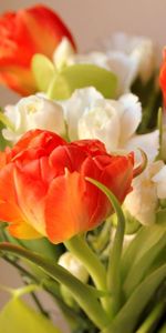 Flowers,Blur,Smooth,Bouquet,Disbanded,Loose,Tulips