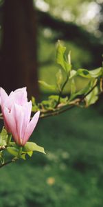 Flowers,Blur,Smooth,Branches,Bloom,Flowering,Garden