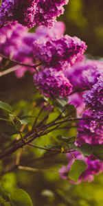 Fleurs,Lilas,Flou,Lisse,Branches