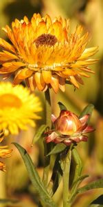 Flowers,Blur,Smooth,Buds,Dry