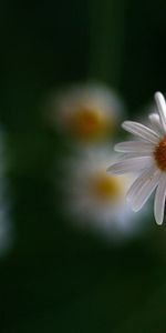 Flou,Lisse,Camomille,Fleurs