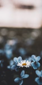 Flowers,Blur,Smooth,Chamomile,Camomile,Bloom,Flowering