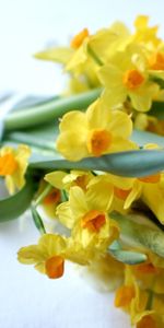 Flowers,Blur,Smooth,Close Up,Flower Bed,Flowerbed,Grouse,Fritillary