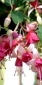 Flowers,Blur,Smooth,Close Up,Fuchsia,Stamens,Greens