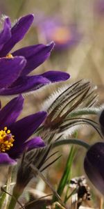 Flowers,Blur,Smooth,Close Up,Spring