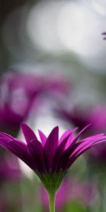 Flowers,Blur,Smooth,Close Up,Stems