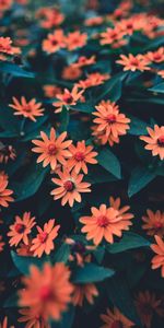 Flowers,Blur,Smooth,Flower Bed,Flowerbed,Buds,Petals,Leaves,Flowering,Bloom