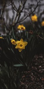 Lisse,Narcisse,Flou,Parterre,Fleurs,Sombre,Parterre De Fleurs