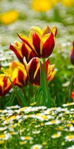 Flou,Lisse,Ensoleillé,Camomille,Parterre,Fleurs,Parterre De Fleurs,Tulipes