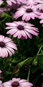 Fleurs,Lisse,Dimorfoteka,Dimorphothèque,Flou,Parterre,Parterre De Fleurs