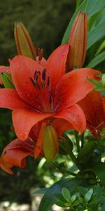 Flowers,Blur,Smooth,Flowerbed,Flower Bed,Lily,Stamens,Flower,Greens