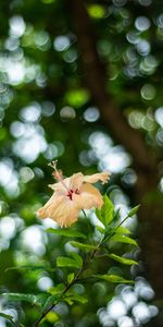 Planter,Boquet,Flou,Lisse,Bokeh,Fleur,Plante,Fleurs,Hibiscus,Floraison