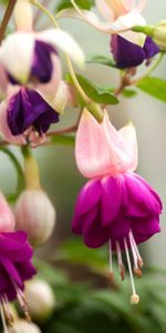 Flowers,Blur,Smooth,Fuchsia,Stamens,Leaves,Close Up,Flowering,Bloom