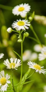 Flores,Verduras,Camomila,Borrosidad,Suave,Prado