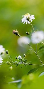 Flowers,Blur,Smooth,Greens,Field