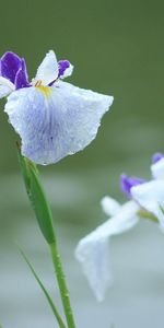 Drops,Lisse,Légumes Verts,Fraîcheur,Flou,Fleurs,Iris,Verdure