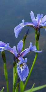 Flowers,Blur,Smooth,Greens,Irises