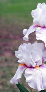 Flowers,Blur,Smooth,Irises,Close Up