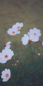 Flowers,Blur,Smooth,Kosmeya,Cosmos,Wildflowers