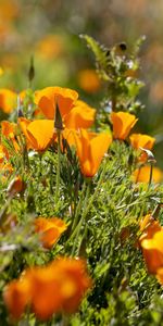 Flores,Borrosidad,Suave,Pendiente,Cuesta,Eschsholzia,Escholcia,Hierba,Soleado