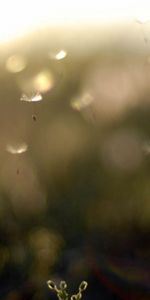 Flowers,Blur,Smooth,Stem,Stalk,Dandelion,Flower,Field,Background