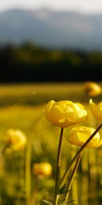 Flowers,Blur,Smooth,Swimsuit,Bather,Meadow