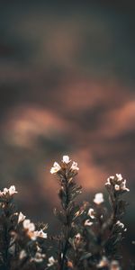 Flowers,Blur,Smooth,Wild Flowers