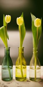 Bouteille,Bouteilles,Fleurs,Source,Vase,Tulipes,Printemps