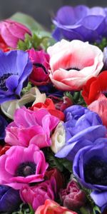 Flowers,Bouquet,Anemones,Bright,Close Up