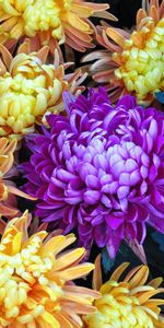 Flowers,Bouquet,Asters,Close Up