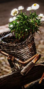 Flowers,Bouquet,Basket,Bicycle,Rust