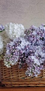 Fleurs,Lilas,Panier,Verset,Poèmes,Source,Floraison,Bouquet,Printemps